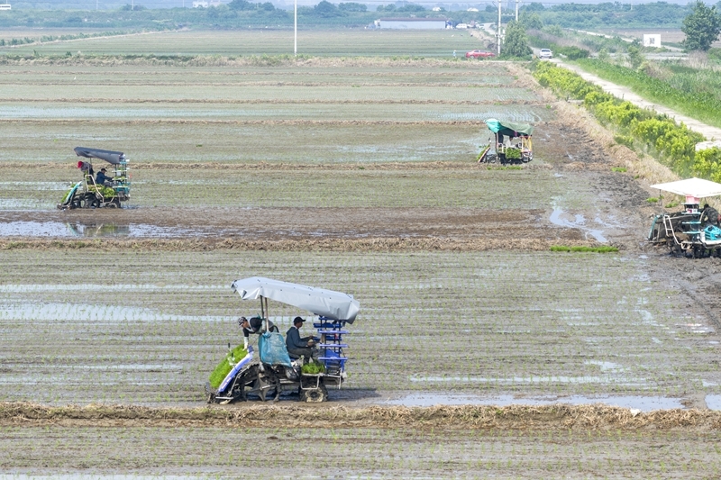 夏種忙(7)#XxjpsgC007118_20250614_PEPFN0A001.jpg